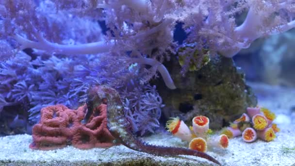 Hippocampe au milieu des coraux dans l'aquarium. Fermer hippocampes nageant près de magnifiques coraux dans de l'eau d'aquarium propre. Marine sous-marine vie exotique tropicale fond naturel. — Video