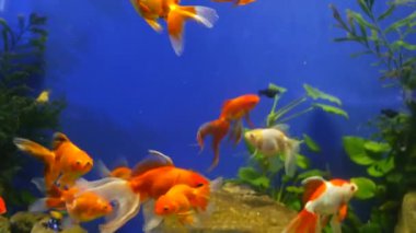 Egzotik dekoratif akvaryumdaki tropik balıkların çeşitliliği. Chatuchak balık pazarındaki hayvan dükkanlarında çeşitli ürünler. Tezgahlarda sergilenen renkli evcil hayvanları kapatın. Tezgahta satılık çeşitlilik, pazarda ticaret