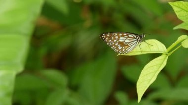 Yağmur ormanlarında yeşil yaprakların üzerinde oturan tropik egzotik kelebekler, makroyu kapatıyorlar. Bahar cenneti, yemyeşil yapraklar doğal arka plan, ormandaki çözünmüş yeşillik. Taze güneşli romantik bahçe