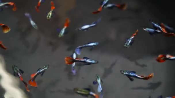 Diversità di pesci tropicali in acquario decorativo esotico. Assortimento nei negozi di animali del mercato del pesce chatuchak. Primo piano di animali domestici colorati visualizzati su bancarelle. Varietà in vendita su banco, negoziazione su bazar — Video Stock