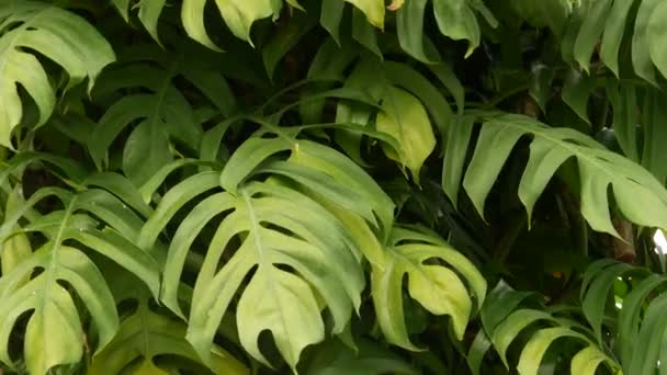 Sappige exotische tropische monstera bladeren textuur achtergrond, copyspace. Weelderig gebladerte, groen in paradijselijke tuin. Abstract natuurlijke donkergroene jungle vegetatie achtergrond patroon, wilde zomer regenwoud. — Stockvideo