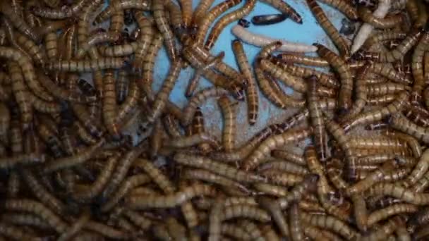 Wiele larw chrząszczy pełzających w kontenerze. Małe żywe robaki do przygotowywania żywności czołgające się na dnie pojemnika na rynku — Wideo stockowe