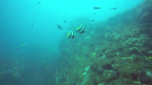 Marin dykning, Undervattens färgglada tropiska korallrev marinmålning. Havsstim fiskar djupt i havet. Mjuka och hårda koraller akvatiska ekosystem paradis bakgrund. Vatten extrem sport som hobby. — Stockvideo