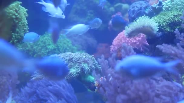 Arter av mjuka koraller och fiskar i lillac akvarium under violett eller ultraviolett uv ljus. Lila fluorescerande tropiska akvatiska paradis exotisk bakgrund, korall i rosa levande fantasi dekorativ tank — Stockvideo