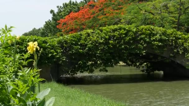 Nyugodt tó a zöld parkban. Zöld fák nőnek partján békés tó sáros vízzel a napos nyári napon a parkban Ázsiában — Stock videók