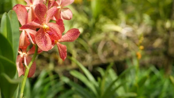 Suddig makro närbild, färgglada tropiska orkidé blomma i vår trädgård, mjuka kronblad bland soliga frodiga lövverk. Abstrakt naturlig exotisk bakgrund med kopieringsutrymme. Blommor och blad mönster — Stockvideo