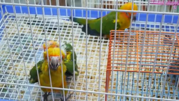 Papegaai kuikens in kooien op de dierenmarkt. Van bovenaf worden vogels in een kleine kooi gehouden op Chatuchak Market in Bangkok, Thailand — Stockvideo