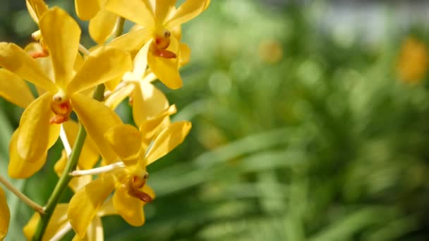 Suddig makro närbild, färgglada tropiska orkidé blomma i vår trädgård, mjuka kronblad bland soliga frodiga lövverk. Abstrakt naturlig exotisk bakgrund med kopieringsutrymme. Blommor och blad mönster — Stockvideo