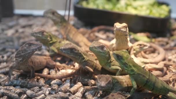 Babyödlor som kyler ner sig i terrarium. Liten ödla som ligger och vilar inne i ett varmt terrarium på Chatuchak Market i Bangkok, Thailand — Stockvideo