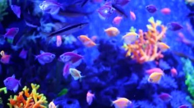 Renkli canlı balıklar parlıyor, mor akvaryum ultraviyole ışık altında. Mor floresan tropikal cennet egzotik arka plan, parlak ekosistem, canlı fantezi dekoratik neon tank