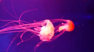 Parlak parlak floresan denizanası su altında parlıyor, karanlık neon dinamiği ultraviyole titreşimli bulanık arka plan. Fantezi hipnotik mistik psikkedelik dans. Canlı fosforlu kozmik medusa dansı