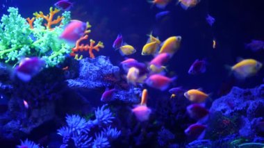 Renkli canlı balıklar parlıyor, mor akvaryum ultraviyole ışık altında. Mor floresan tropikal cennet egzotik arka plan, parlak ekosistem, canlı fantezi dekoratik neon tank