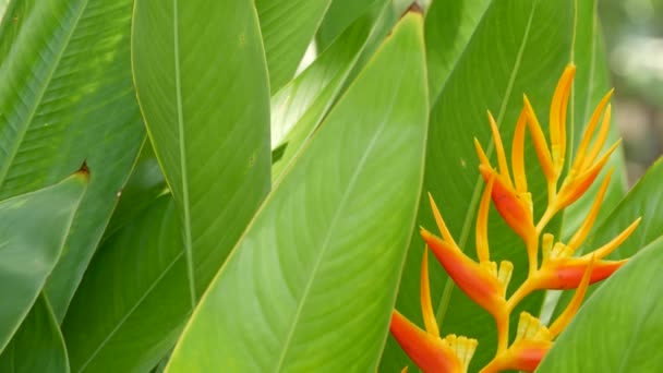 Wazig close-up macro van kleurrijke tropische bloem in de voorjaarstuin met tedere bloemblaadjes tussen zonnig weelderig gebladerte. Abstract natuurlijke exotische achtergrond met kopieerruimte. Bloesem en bladeren patroon — Stockvideo