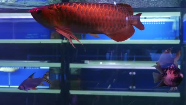 Diversidad de peces tropicales en acuario decorativo exótico. Surtido en las tiendas de mascotas del mercado de pescado chatuchak. Primer plano de las mascotas de colores que se muestran en los puestos. Variedad en venta en mostrador, comercio en bazar — Vídeo de stock