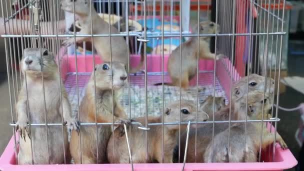 Unhappy cute prairie dog cub suffering, cage on market. Pets for sale. Depressed groundhog asking for food. Funny paws looking for help. Animals standing behind bars. Caged hog family with sad eyes. — Stock Video