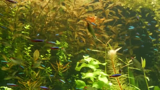 Bunt leuchtende, fluoreszierende kleine Fische leuchten im Süßwasseraquarium des Flusses zwischen Grünalgen und Wasserpflanzen. Leuchtend glänzendes Ökosystem, lebendiges Dekorationsbecken mit biolumineszierenden winzigen Fischen. — Stockvideo