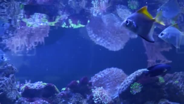 Soorten zachte koralen en vissen in lila aquarium onder violet of ultraviolet uv licht. Paarse fluorescerende tropische aquatische paradijs exotische achtergrond, koraal in roze levendige fantasie decoratieve tank — Stockvideo