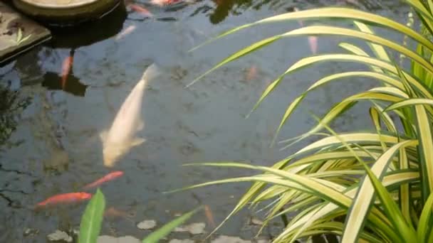 Natuurlijke groene achtergrond. Levendige kleurrijke Japanse koi karper vissen zwemmen in traditionele tuin meer of vijver. Chinese fancy karpers onder water oppervlak. Oosterse symbolen van geluk en geluk. — Stockvideo