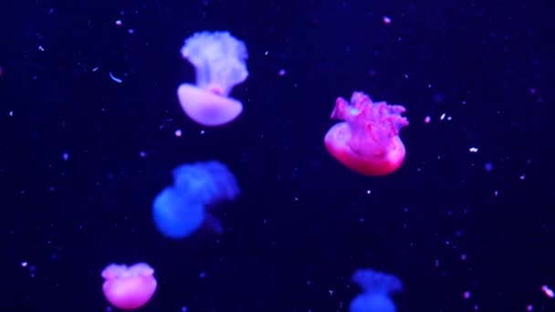 Las medusas fluorescentes vibrantes brillantes brillan bajo el agua, el fondo borroso ultravioleta pulsante dinámico de neón oscuro. Fantasía hipnótica danza pcychedelic mística. Medusa cósmica vívida fosforescente bailando — Vídeo de stock