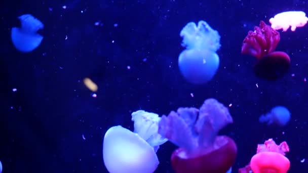 Shiny vibrant fluorescent jellyfish glow underwater, dark neon dynamic pulsating ultraviolet blurred background. Fantasy hypnotic mystic pcychedelic dance. Vivid phosphorescent cosmic medusa dancing — Stock Video