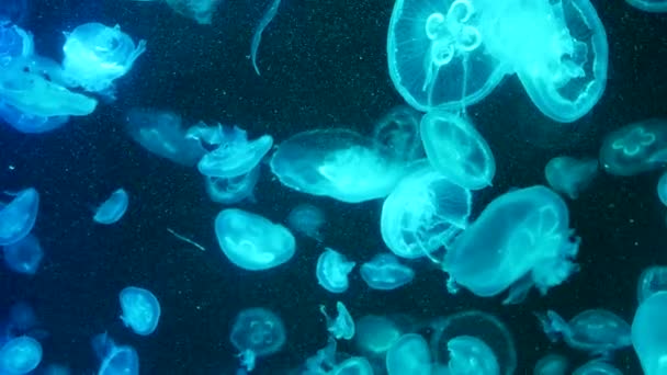 Las medusas fluorescentes vibrantes brillantes brillan bajo el agua, el fondo borroso ultravioleta pulsante dinámico de neón oscuro. Fantasía hipnótica danza pcychedelic mística. Medusa cósmica vívida fosforescente bailando — Vídeo de stock