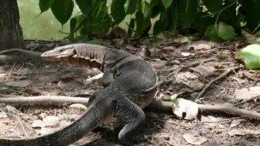 Asya 'da yaygın olan su, Asya' ya özgü büyük bir varanid kertenkelesini gözlüyor. Nehir kenarındaki yeşil çimlerde, göl veya göl kıyısındaki Varanus hurdacıları. Etobur Sürüngen avı. Vahşi ejderha avcısı Bangkok caddesinde