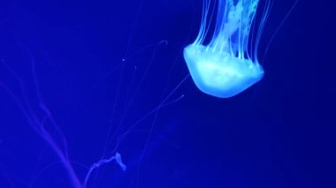 Parlak parlak floresan denizanası su altında parlıyor, karanlık neon dinamiği ultraviyole titreşimli bulanık arka plan. Fantezi hipnotik mistik psikkedelik dans. Canlı fosforlu kozmik medusa dansı
