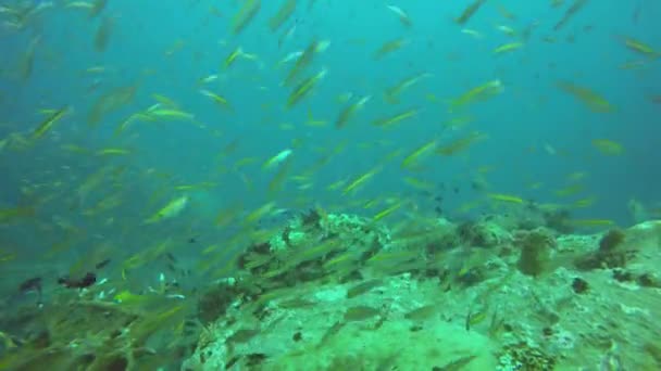 Marin dykning. Tropiska korallrev under vattnet. Enorm jätte grouper djupt i havet akvatiska koraller ekosystem. Stor havsabborre eller brunfläckig torsk eller humla. Vatten extrem sport hobby — Stockvideo