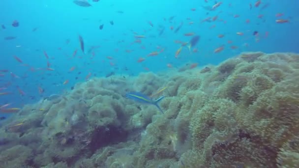 Θαλάσσιες καταδύσεις, Υποβρύχια πολύχρωμα τροπικά κοραλλιογενή ύφαλο τοπίο. Σχολείο θαλασσινών ψαριών, βαθύς ωκεανός. Θάλασσα ανεμώνες πεδίο, μαλακά κοράλλια υδάτινη συμβίωση οικοσύστημα, παράδεισος λιμνοθάλασσα φόντο. — Αρχείο Βίντεο