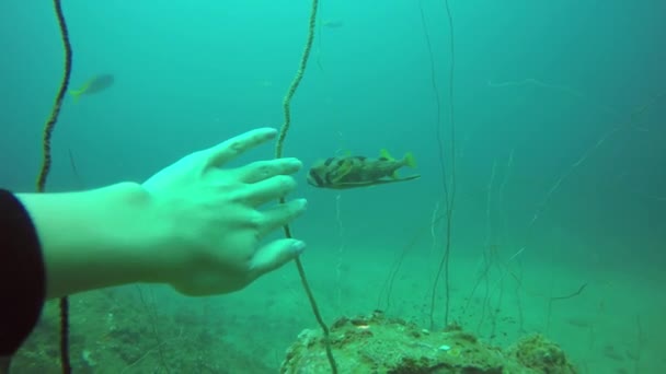 Plongée sous-marine, Paysage marin sous-marin coloré de récifs coralliens tropicaux. Ecole de poissons de mer au fond de l'océan. Coraux mous et durs écosystème aquatique paradis fond. Sport extrême aquatique comme passe-temps. — Video