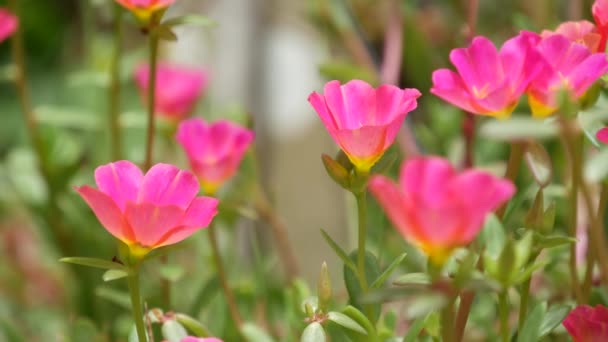 Rosa blommor som växer i trädgården. Vackra rosa blommor som vÃ ¤xer pÃ ¥grÃ ¶ n rabatt pÃ ¥solig dag i parken pÃ ¥sommaren — Stockvideo
