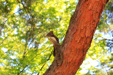 güzel hayvanlar closeup doğada