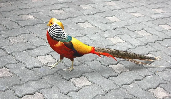 Belo pássaro no parque coreano — Fotografia de Stock