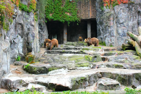 family of bears outdoors in Korean Park