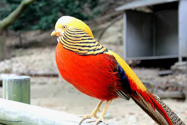 Schöner vogel im koreanischen park — Stockfoto