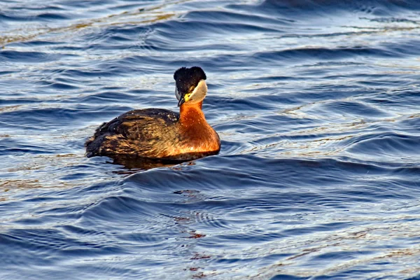 Pássaro nadando em um lago — Fotografia de Stock