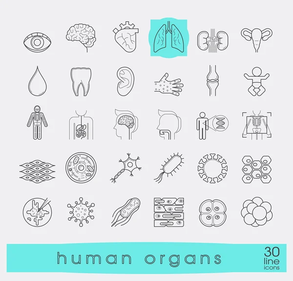 Icons presenting various organs of the human body. — Stock Vector