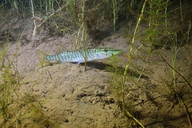 Yeşil algler balık