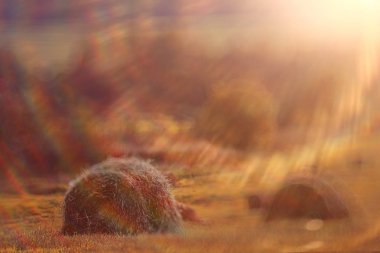 bir alandaki haystacks peyzaj