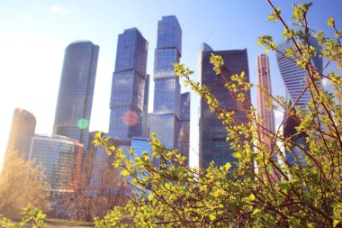 Bahar bitki genç yaprakları ile