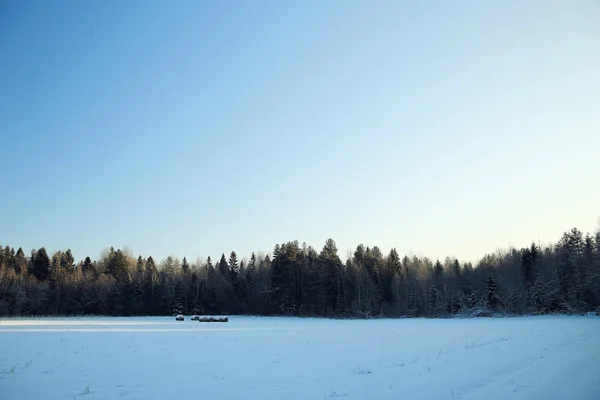 Verse sneeuw in de winter forest — Stockfoto