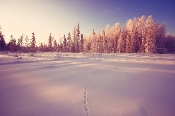 Forêt hivernale givrée — Photo