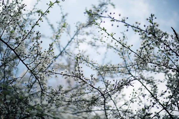 Ramas de árboles de primavera con hojas — Foto de Stock