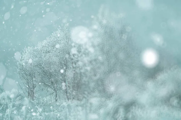 Téli havas erdő — Stock Fotó