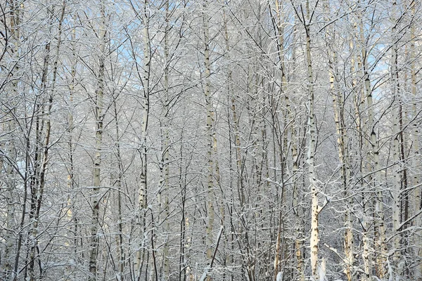 Nysnö i vinter skog — Stockfoto