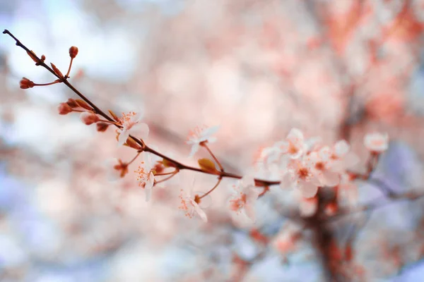 Цветущие цветы вишни — стоковое фото