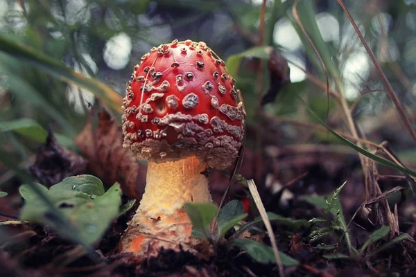 Small poisonous mushroom — Stock Photo, Image