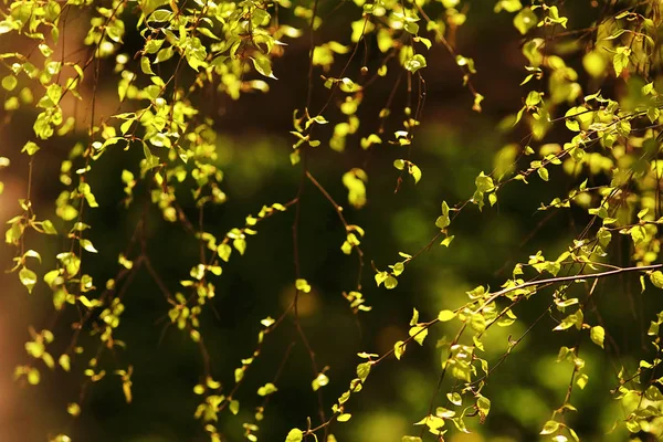 Young green leaves — Stock Photo, Image