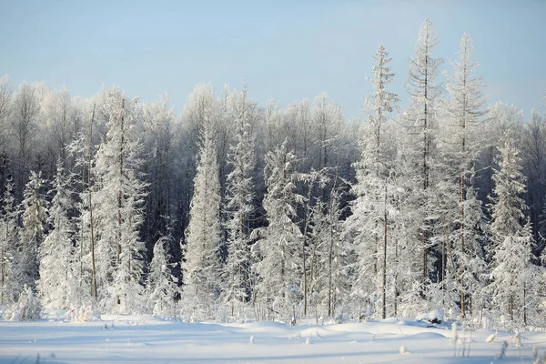 Свежий снег в зимнем лесу — стоковое фото