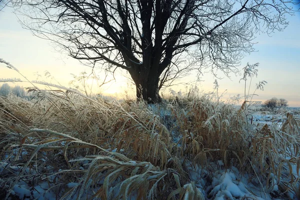 Árvore em um campo no inverno . — Fotografia de Stock